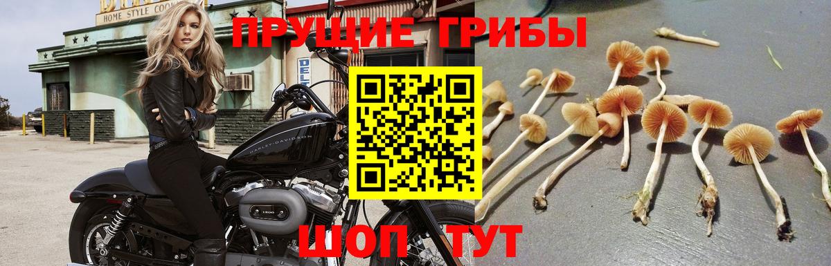 дарнет шоп  Псилоцибиновые грибы Psilocybine cubensis  Вход с VPN  Дубна 